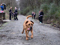 小狗混进马拉松比赛跑完21公里 